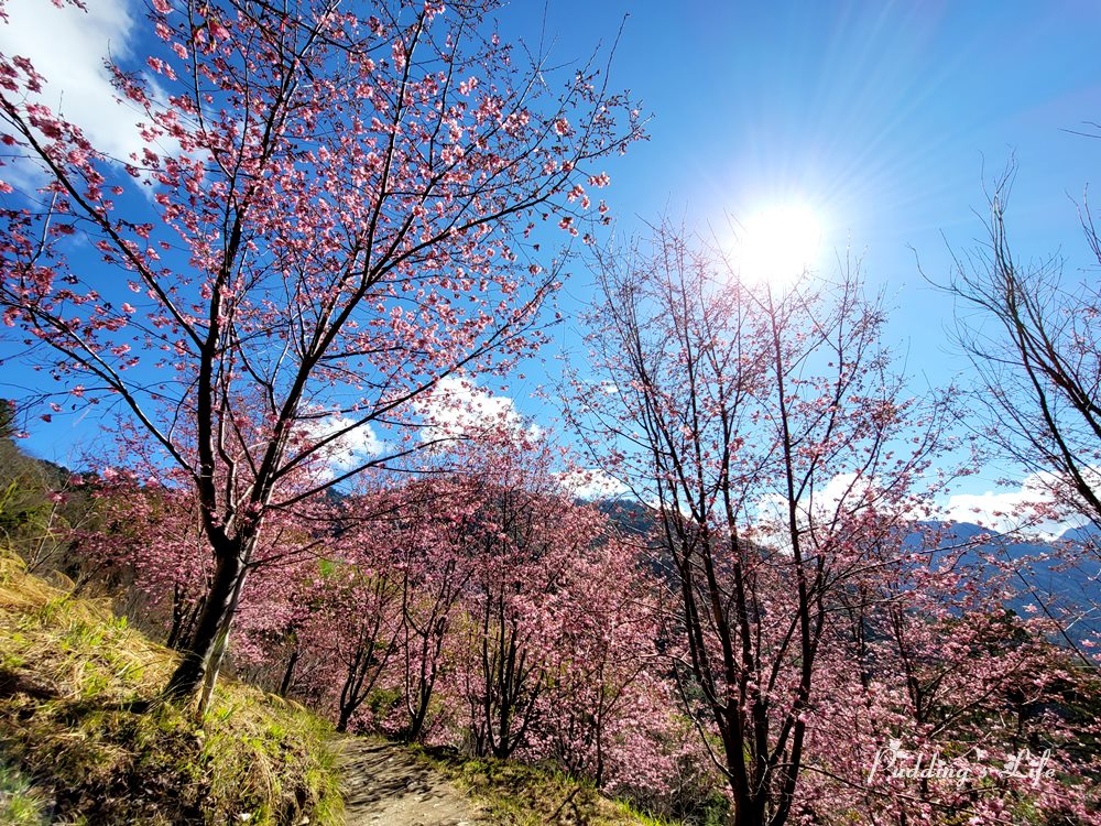 司馬庫斯巨木群登山口櫻花