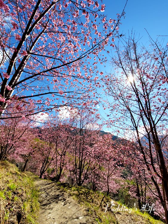 司馬庫斯巨木群登山口櫻花