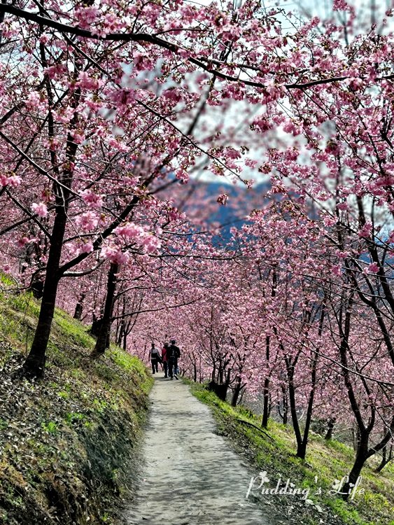 馬庫斯巨木登山步道櫻花