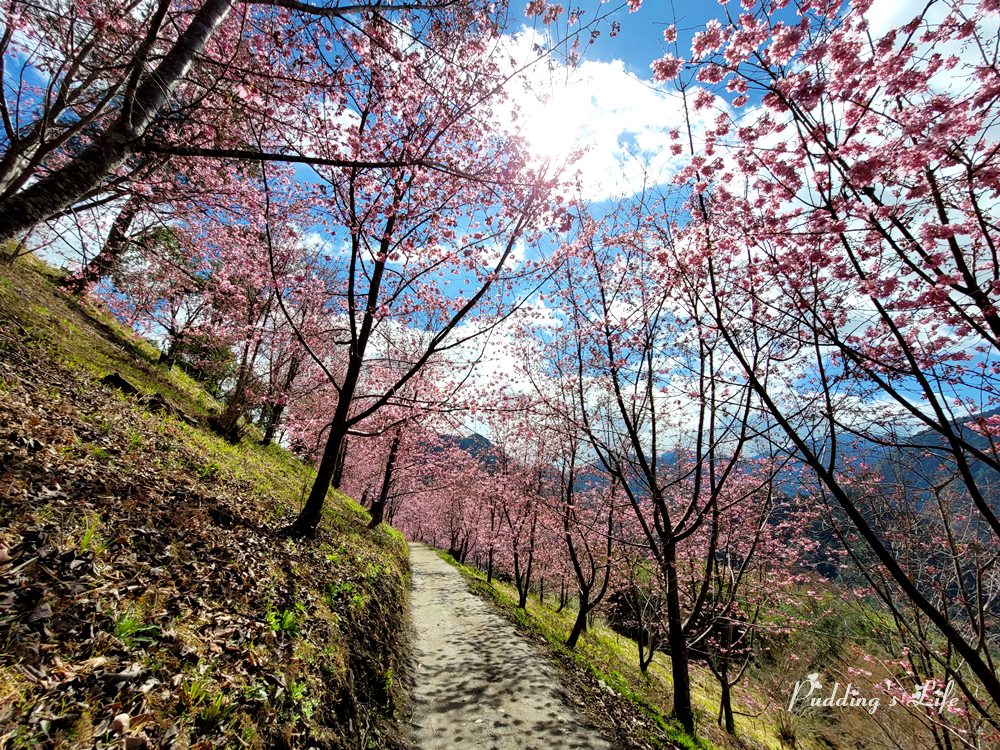 司馬庫斯巨木登山步道櫻花