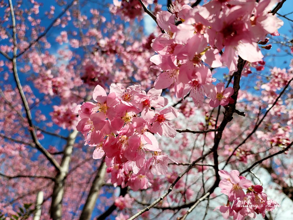 馬庫斯巨木登山步道櫻花