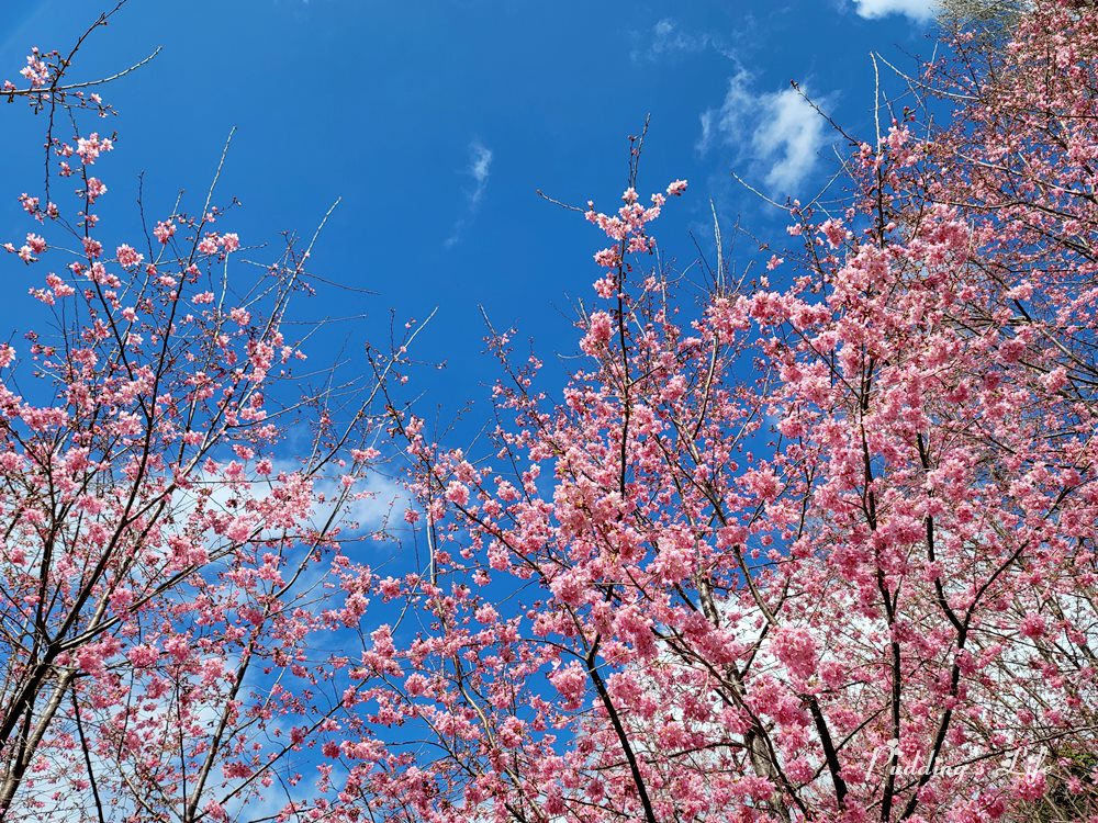 司馬庫斯巨木登山步道櫻花