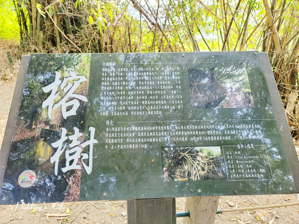 知高圳步道-榕樹