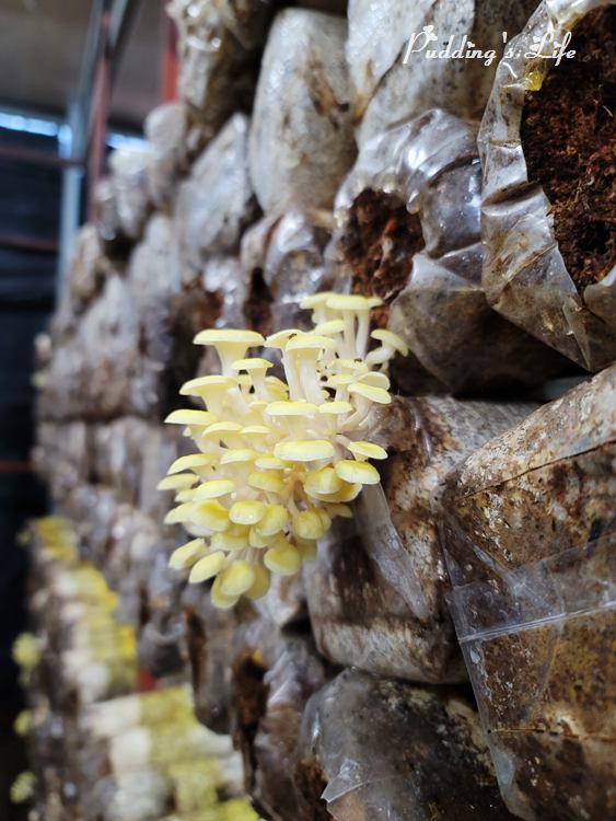 豐年農場-珊瑚菇牆
