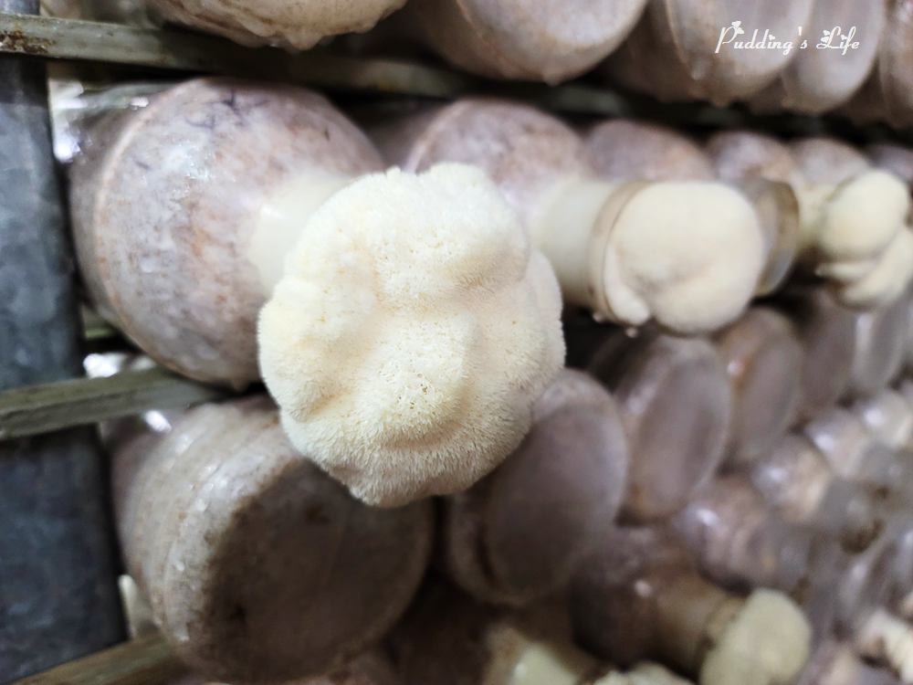 豐年農場-猴頭菇太空包