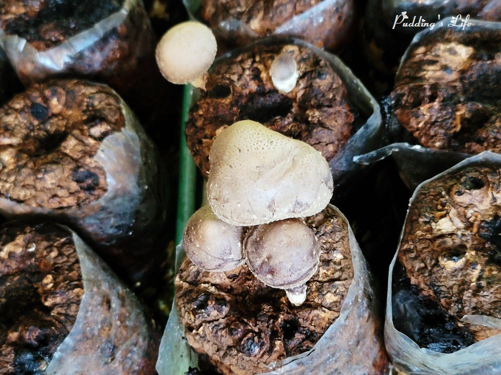 豐年農場-香菇