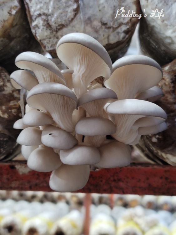 豐年農場-菇寶石菇