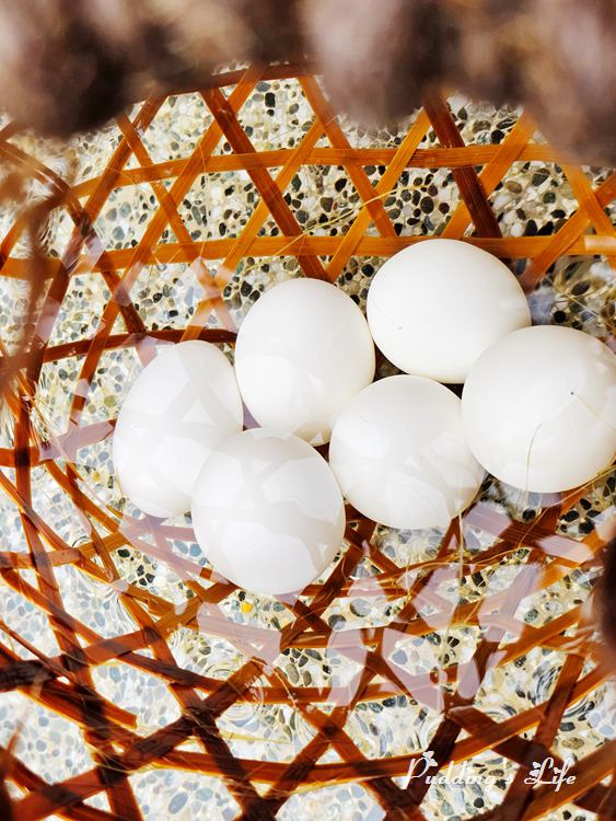 鳩之澤溫泉煮蛋槽-雞蛋